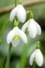 Snowdrop Flower Seeds for Planting – Colorful Display, Heirloom, Non-GMO Organic Garden Seeds