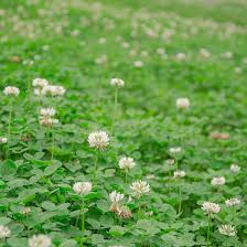 White Clover Flower Seeds for Planting – Vibrant Colors, Heirloom, Non-GMO Seeds for Home Garden