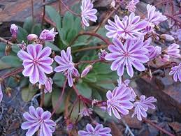 Lewisia Flower Seeds for Planting | Long Bloom Season | Heirloom Non-GMO High Germination Seeds