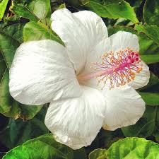 White Hibiscus Flower Seeds for Planting – Heirloom, Non-GMO, High Germination Organic Garden Seeds