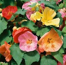 Mixed Abutilon Bellevue Flower Seeds for Planting – Heirloom, Non-GMO, High Germination Organic Garden Seeds