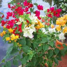 Heirloom Bougainvillea Flower Seeds for Planting – Non-GMO High Germination Organic Garden Seeds