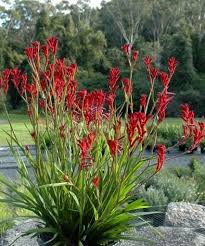 Anigozanthos Flavidus Flower Seeds for Planting | Colorful Display | Heirloom Non-GMO High Germination Seeds