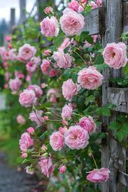 Pink Climbing Rose Flower Seeds for Planting – 100 pcs, Heirloom, Non-GMO, High Germination, Organic Garden Seeds