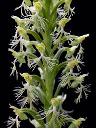 Fringed Orchid Flower Seeds for Planting – Heirloom, Non-GMO, Perfect for Borders Organic Garden Seeds
