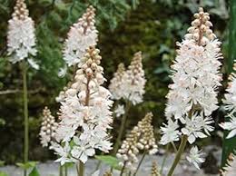 White Tiarella Wherryi Flower Seeds for Planting – Low Maintenance Heirloom Non-GMO Seeds