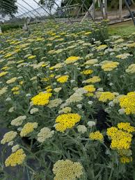 Yellow Yarrow Flower Seeds for Planting - Heirloom, Non-GMO, High Germination Organic Garden Seeds