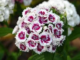 White Maroon Dianthus Flower Seeds – Heirloom, Non-GMO, High Germination Organic Garden Seeds