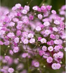 Gypsophila Flores Flower Seeds for Planting – Heirloom, Non-GMO, Long Bloom Season Organic Garden Seeds