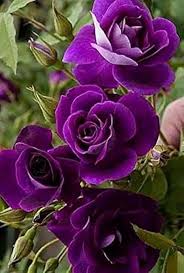 Violet Rare Rose Flower Seeds for Planting – Heirloom, Non-GMO, Long Bloom Season, High Germination