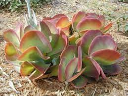 Mix Thyrsiflora Flower Seeds for Planting – Premium Quality, Heirloom, Non-GMO, High Germination Organic Garden Seeds