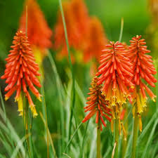 Kniphofia Flower Seeds for Planting – Heirloom, Non-GMO, High Germination Organic Garden Seeds