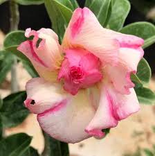 Pink White Adenium Flower Seeds for Planting - Heirloom, Non-GMO, High Germination Organic Garden Seeds