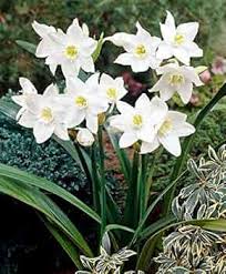 Lilium Longiflorum Flower Seeds – Heirloom, Non-GMO, Premium Quality Organic Garden Seeds for Planting