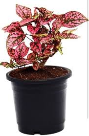 Red Hypoestes Flower Seeds for Planting – Heirloom, Non-GMO, Hardy Garden Seeds
