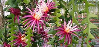 Epiphyllum Anguliger Flower Seeds for Planting Heirloom Non-GMO High Germination Organic Garden Seeds