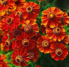 Helenium Flower Seeds for Planting | Bright Blooms | Heirloom Non-GMO High Germination Seeds