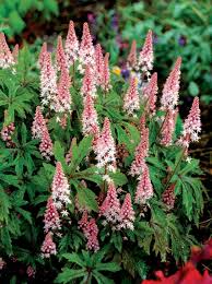 Pink White Tiarella Flower Seeds for Planting | Heirloom Non-GMO High Germination Organic Garden Seeds