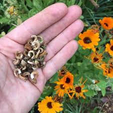 Calendula Flower Seeds for Planting – Colorful Display, Heirloom, Non-GMO