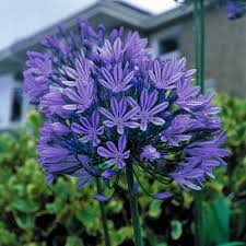 Agapanthus Africanus Flower Seeds for Planting – Heirloom Non-GMO High Germination Organic Garden Seeds
