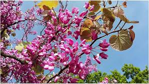 Heirloom Cercis Siliquastrum Flower Seeds for Planting – Non-GMO, Easy to Grow Organic Garden Seeds