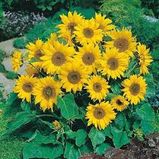SunFlower Seeds for Planting – Heirloom, Non-GMO, High Germination Organic Garden Seeds