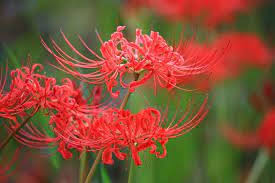 Lycoris Radiata Flower Seeds for Planting – Heirloom, Non-GMO, Shade Tolerant Organic Garden Seeds