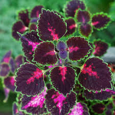 Coleus Flower Seeds for Planting – Heirloom, Non-GMO, High Germination Drought-Tolerant Garden Seeds