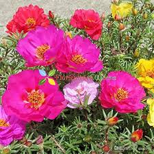 Moss Rose Portulaca Seeds for Planting – Long Bloom, Heirloom, Non-GMO Organic Garden Seeds