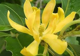 Light Yellow Yulan Flower Seeds for Planting – Heirloom, Non-GMO,  High Germination Organic Garden Seeds