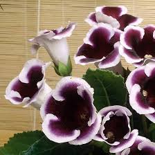 Heirloom Gloxinia Flower Seeds for Planting – Drought Tolerant Heirloom Non-GMO Organic Garden Seeds
