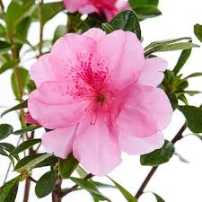 Pink Rhododendron Azalea Flower Seeds for Planting – Bright Blooms, Heirloom, Non-GMO, High Germination Organic Garden Seeds