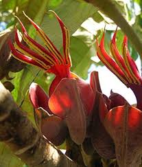 Orange Chiranthodendron Flower Seeds for Planting – Heirloom, Non-GMO, Colorful Display, High Germination