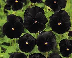 Black Pansy Flower Seeds for Planting – Heirloom, Non-GMO Drought-Tolerant Organic Garden Seeds