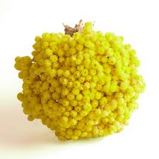 Heirloom Immortelle Flower Seeds for Planting – Shade Tolerant, Non-GMO, High Germination Organic Garden Seeds