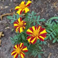 Marigold Mr Majestic Flower Seeds for Planting – Fragrant Blossoms, Heirloom, Non-GMO, Organic Garden Seeds