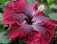 Maroon Hibiscus Flower Seeds – Heirloom, Non-GMO, High Germination Organic Garden Seeds for Planting
