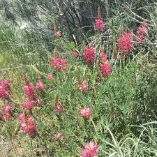 Heirloom Shoshone Flower Seeds – Non-GMO, High Germination Organic Garden Seeds