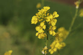 Canola Oil Flower Seeds for Planting – Hardy Variety, Heirloom, Non-GMO, High Germination Garden Seeds