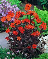 Red Orange Lychnis Arkwrightii Flower Seeds for Planting – Heirloom, Non-GMO, High Germination Organic Garden Seeds