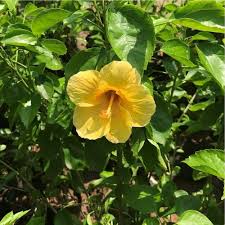 Yellow Hibiscus Flower Seeds for Planting – Heirloom, Non-GMO, Premium Organic Garden Seeds