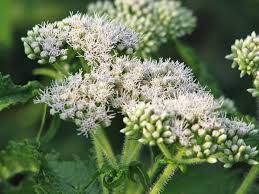 Heirloom Eupatorium Flower Seeds for Planting – Wildflower Mix, Non-GMO, High Germination Organic Garden Seeds