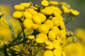 Immortelle Flower Seeds for Planting - Heirloom, Non-GMO, High Germination, Organic Garden Seeds