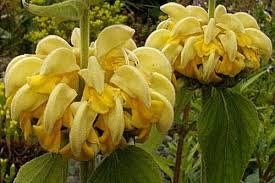Yellow Jerusalem Sage Flower Seeds for Planting – Heirloom, Non-GMO, Hardy Organic Garden Seeds