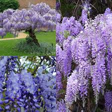 Wisteria Flower Seeds for Planting – Heirloom, Non-GMO, Easy to Grow Organic Garden Seeds