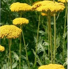 Yellow Achillea Flower Seeds for Planting | Heirloom Non-GMO High Germination Organic Garden Seeds