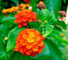 Orange Red Lantana Flower Seeds for Planting – Heirloom Non-GMO, High Germination Organic Garden Seeds