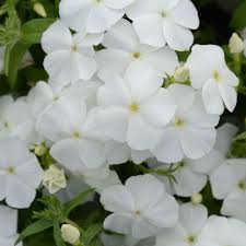 Drummondii Flower Seeds for Planting | Heirloom Non-GMO High Germination Organic Garden Seeds