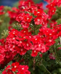 Red Verbena Scarlet Flower Seeds for Planting – Heirloom, Non-GMO, High Germination Organic Garden Seeds