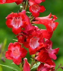 Penstemon Flower Seeds for Planting – Easy to Grow Heirloom Non-GMO High Germination Garden Seeds